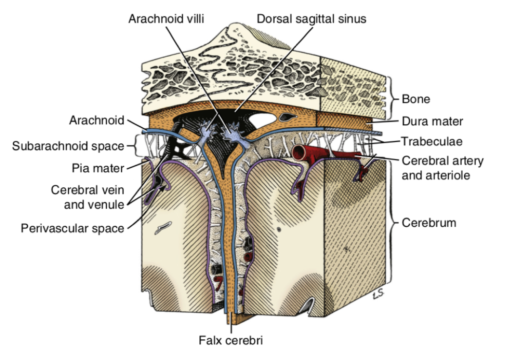 <p>CSF is absorbed by <strong>arachnoid vili </strong>in venous sinuses primarily. Also is absorbed by:</p><ul><li><p>Venules in the sub-arachnoid space</p></li><li><p>Lymphatic vessels of cranial and spinal nerve roots </p></li></ul><p></p><p>When the pressure of CSF in the arachnoid space becomes GREATER than it is in the venous sinuses, the arachnoid vili (see image) will open and allow CSF to drain into the sinus</p><ul><li><p>Collapses after this, not allowing back flow</p></li></ul><p></p>