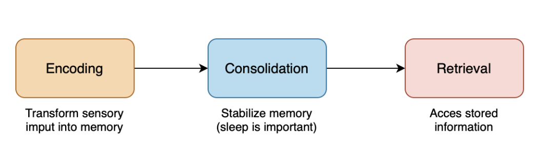 <ul><li><p>codering</p></li><li><p>consolidatie = opslaan/ bewaren</p></li><li><p>terughalen</p></li></ul><p></p>
