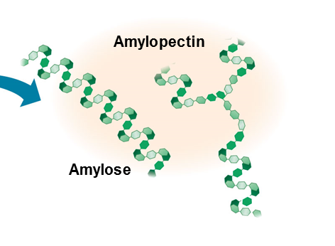 <p>A storage polysaccharide in plants consisting entirely of glucose.</p>