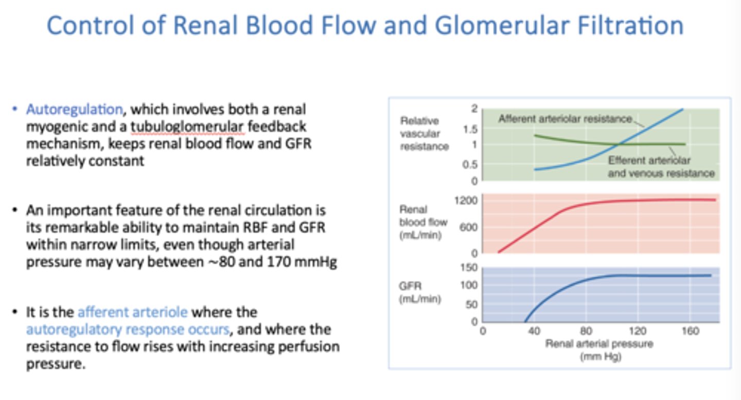 <p>afferent arteriole</p>