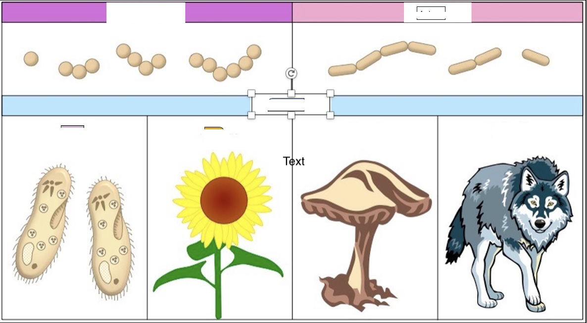 <p>Bacteria, animal, protist, archaea, eukaryotes, plants</p>