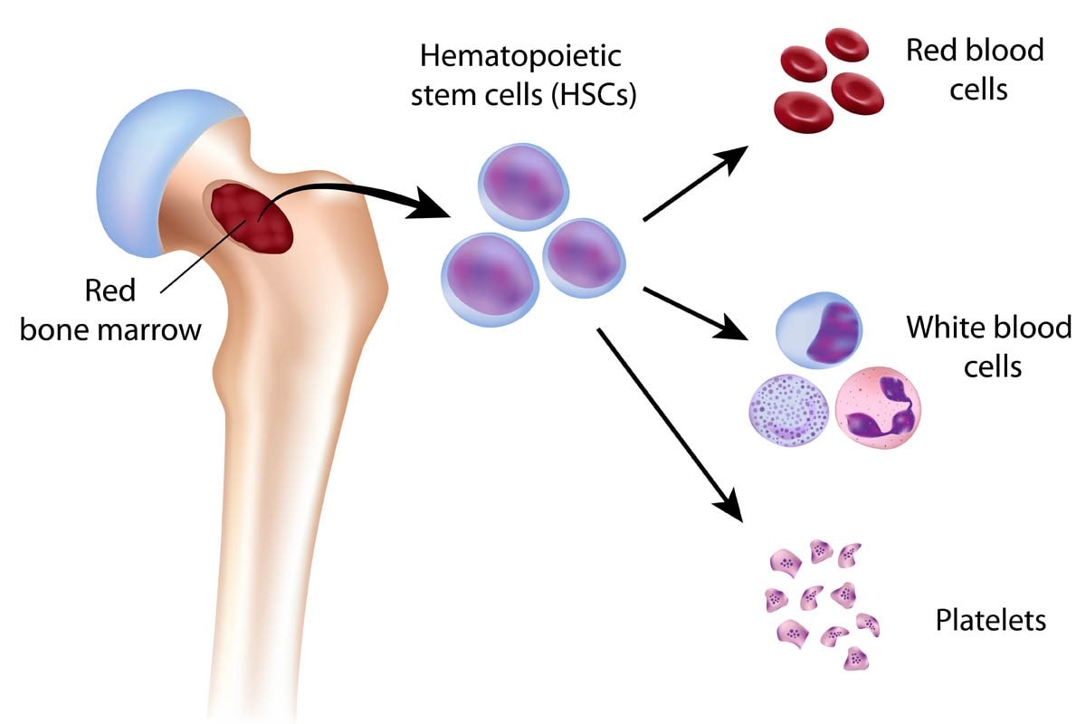<p>form blood cells</p>