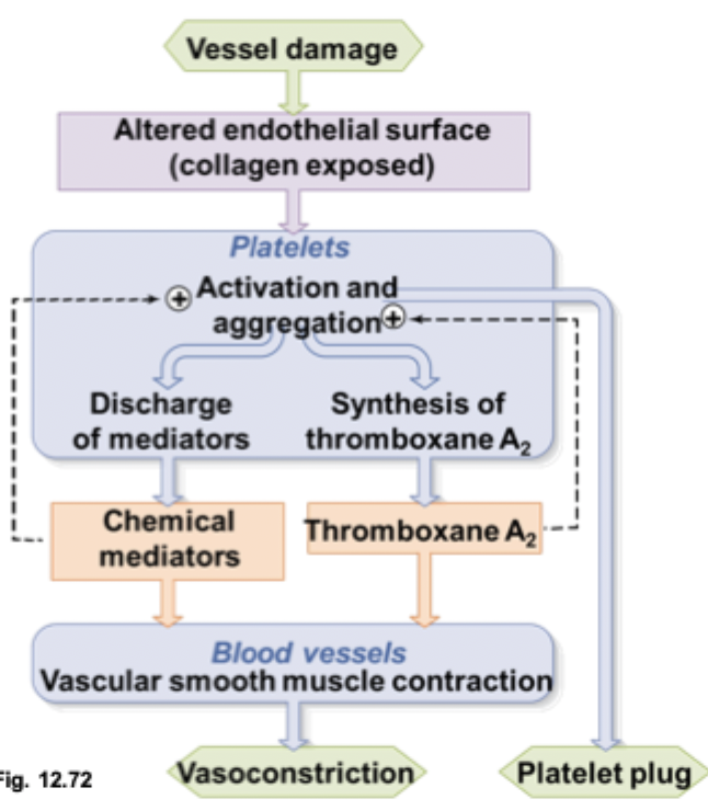 <p>step 4 of platelet plug</p>