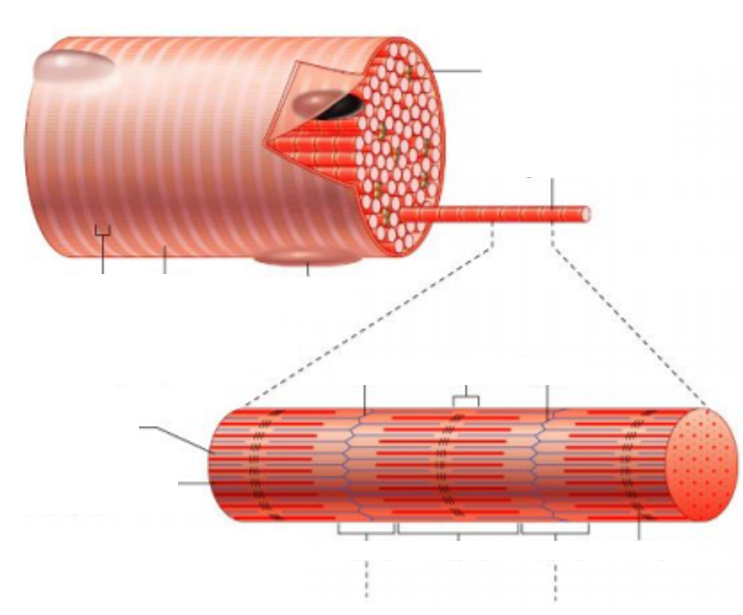 <p>A basic rod-like unit of a muscle cell.</p>