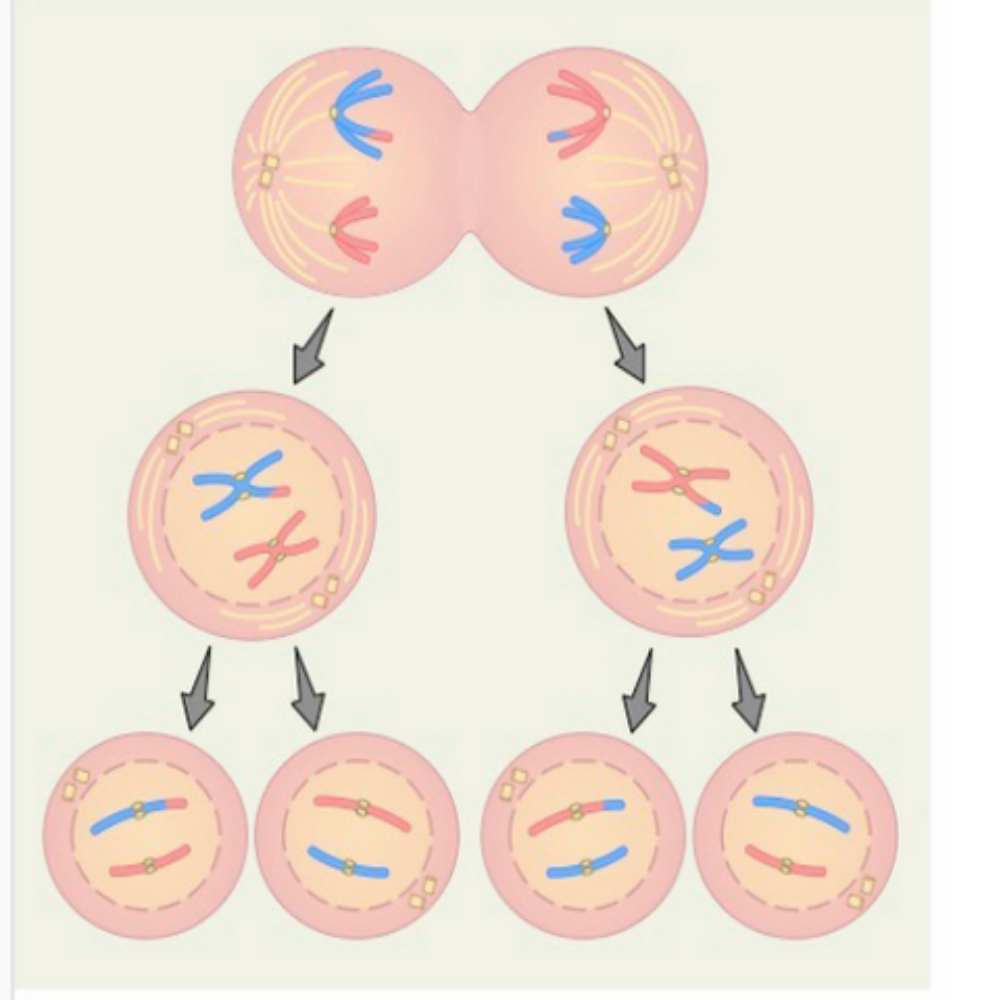 <p>What kind of cell division is this?</p>