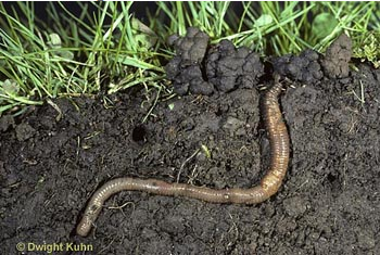 <p>Earth Worms : ecosystem engineers</p>