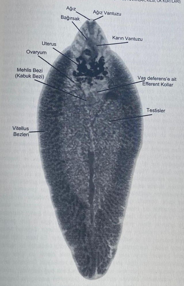 <img src="https://knowt-user-attachments.s3.amazonaws.com/888f1297-33ff-41ac-be76-792928e1ce76.jpg" data-width="100%" data-align="center" alt="knowt flashcard image"><img src="https://knowt-user-attachments.s3.amazonaws.com/10b3ec09-5efc-4e28-852a-819d2655396b.jpg" data-width="100%" data-align="center" alt="knowt flashcard image"><p></p>