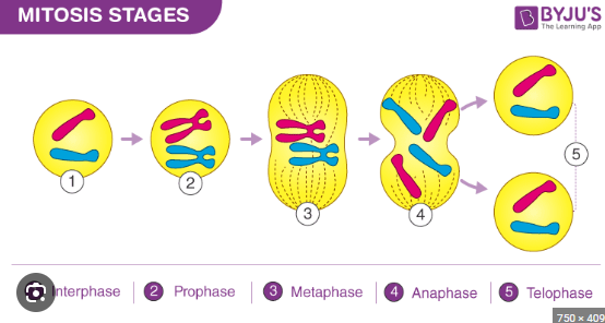 <p>mitosis</p>