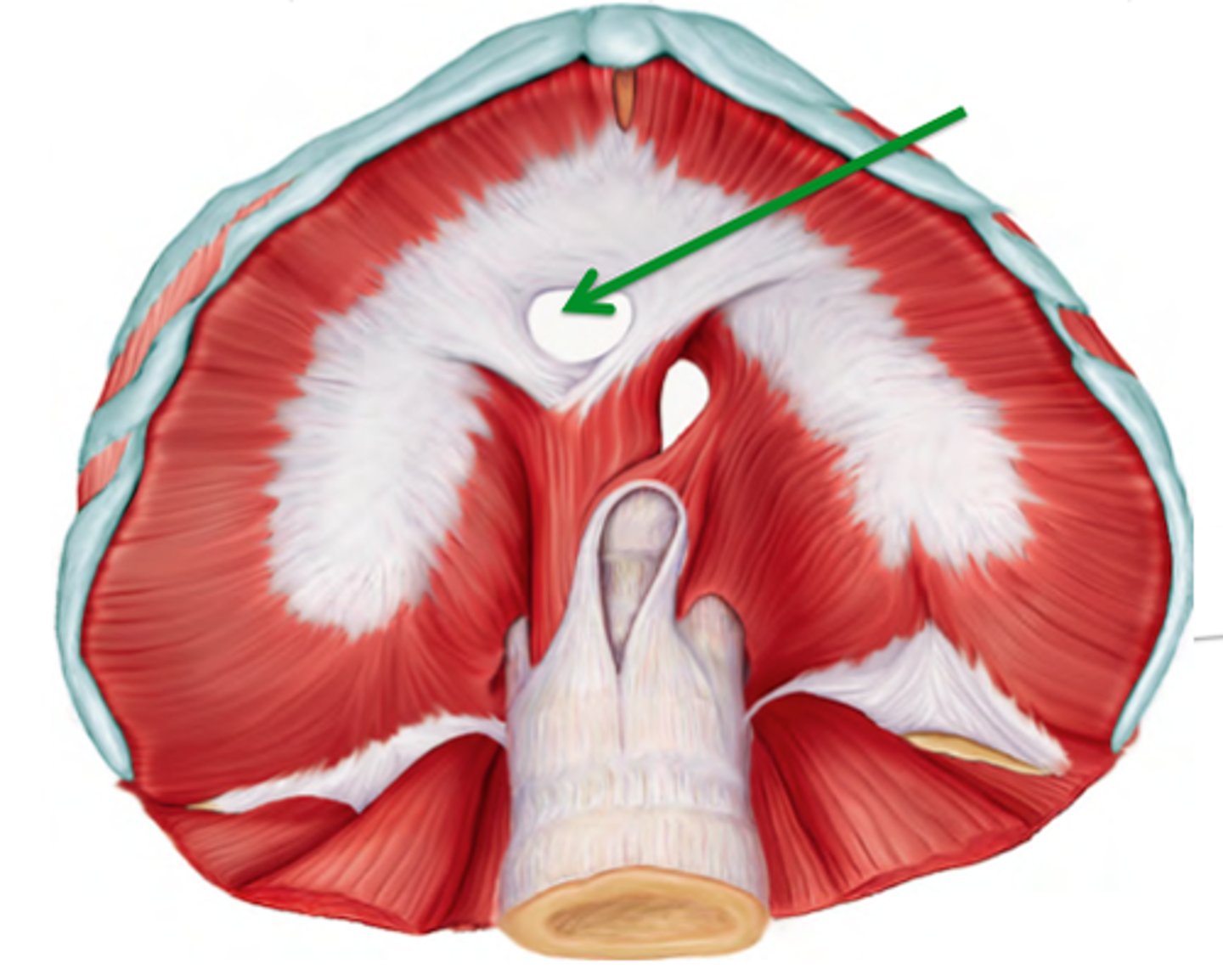 <p>carries the inferior vena cava from the abdomen to the thorax to empty blood into the right atrium of the heart</p>