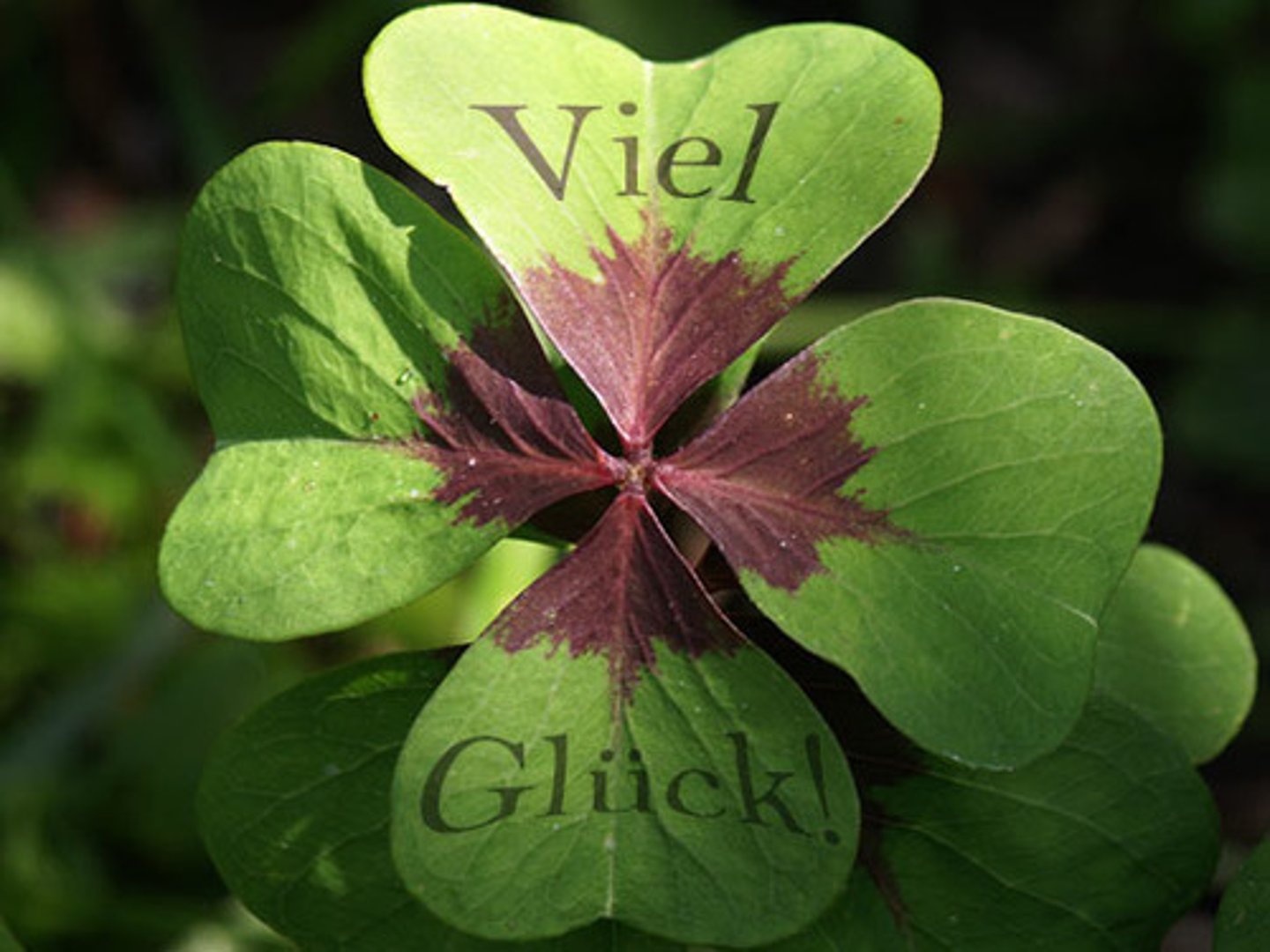 <p>Good Luck</p>