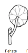 <p>Peltate</p>