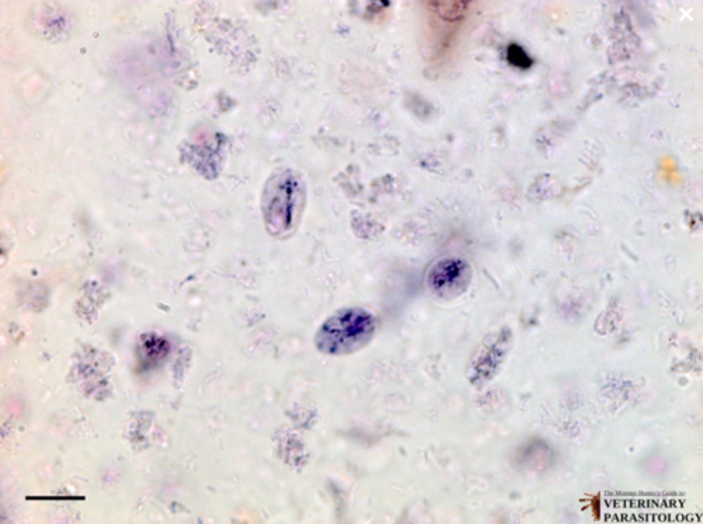 <p>What parasite is this if it is from a cat</p>