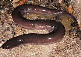 <p>Amphiuma tridactylum</p>