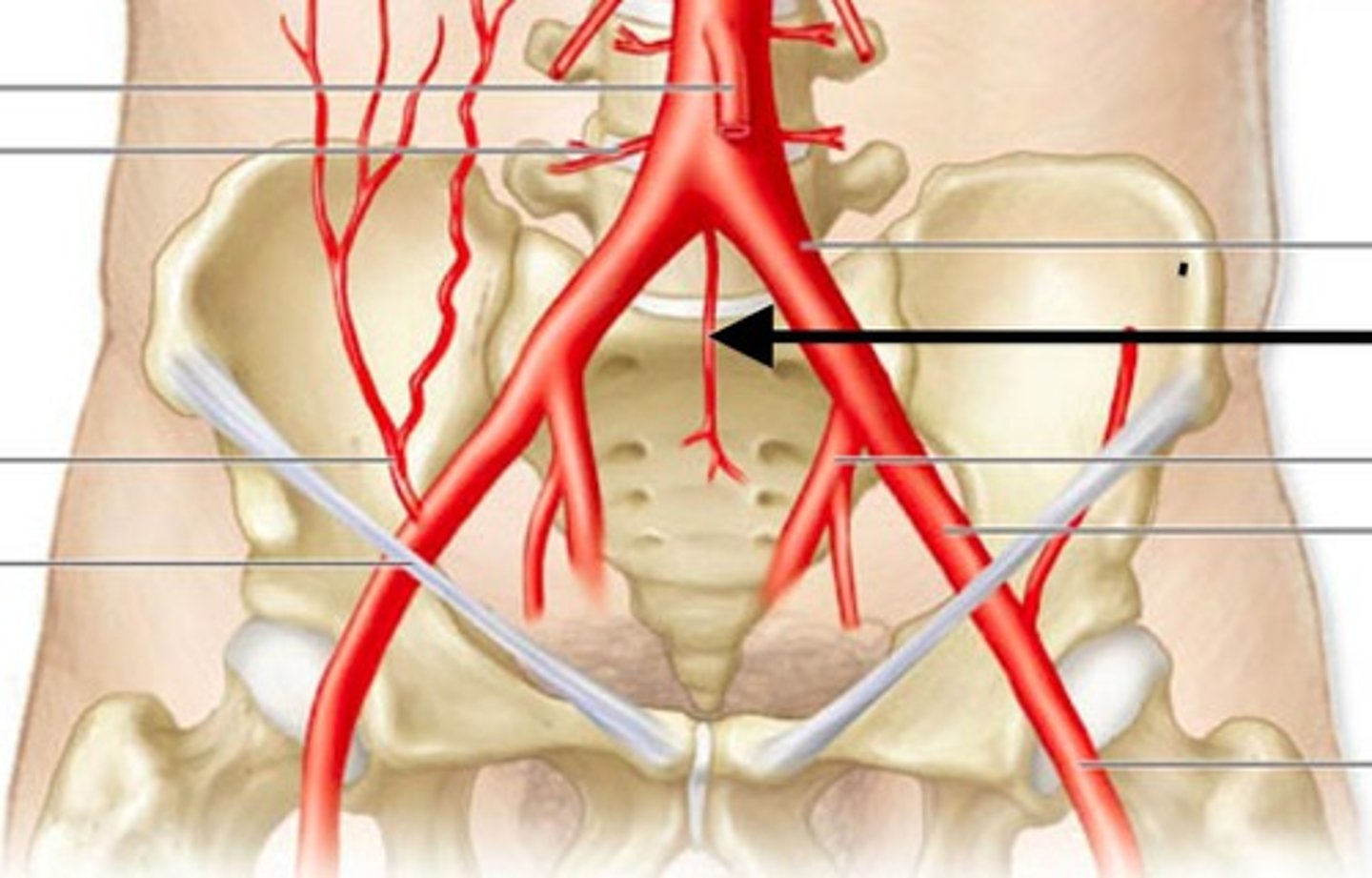 <p>supplies sacrum and coccyx</p>