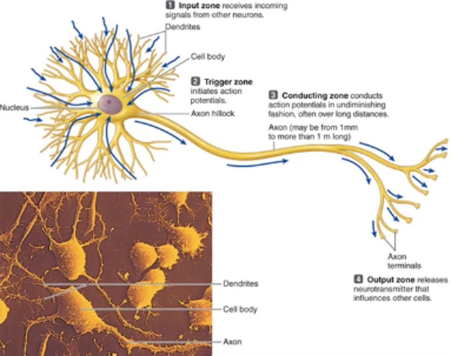 <p>conducting zone/axon</p>
