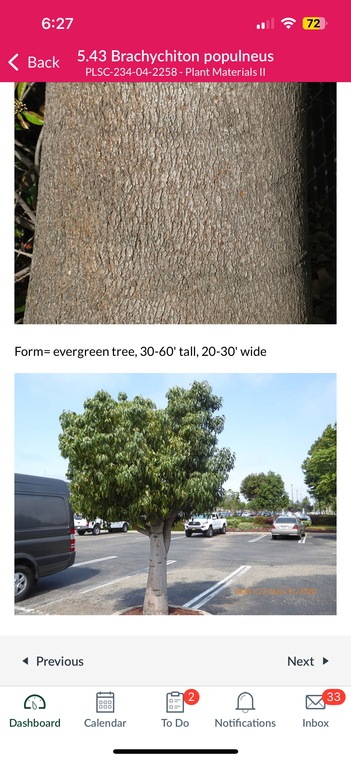 <p>Brachychiton populenus</p>