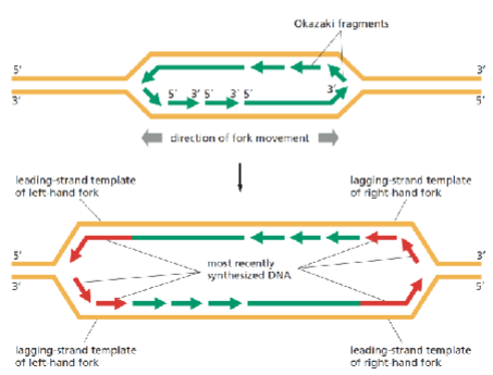 <p>Hoe worden Okazaki-fragmenten samengevoegd tot één DNA-streng?</p>