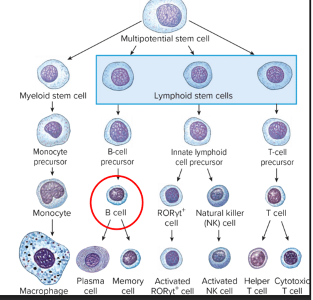 <p>produce antibodies, plasma cells release antibodies in response to anitgens, memory cells remember particular antigens</p>