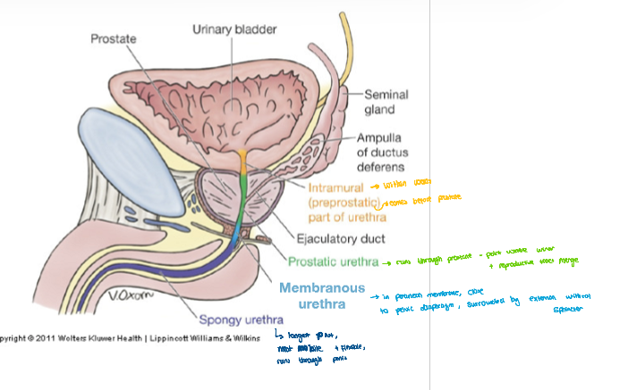 <ul><li><p>Intermurinal - before prostate </p></li><li><p>prostetic urethra - in prostate where uriter and reproductive tracts join</p></li><li><p>membranous urethra - surrounded by external sphincter </p></li><li><p>spongy urethra - most flexible part, longest part , rusn through peni s </p></li></ul><p></p>