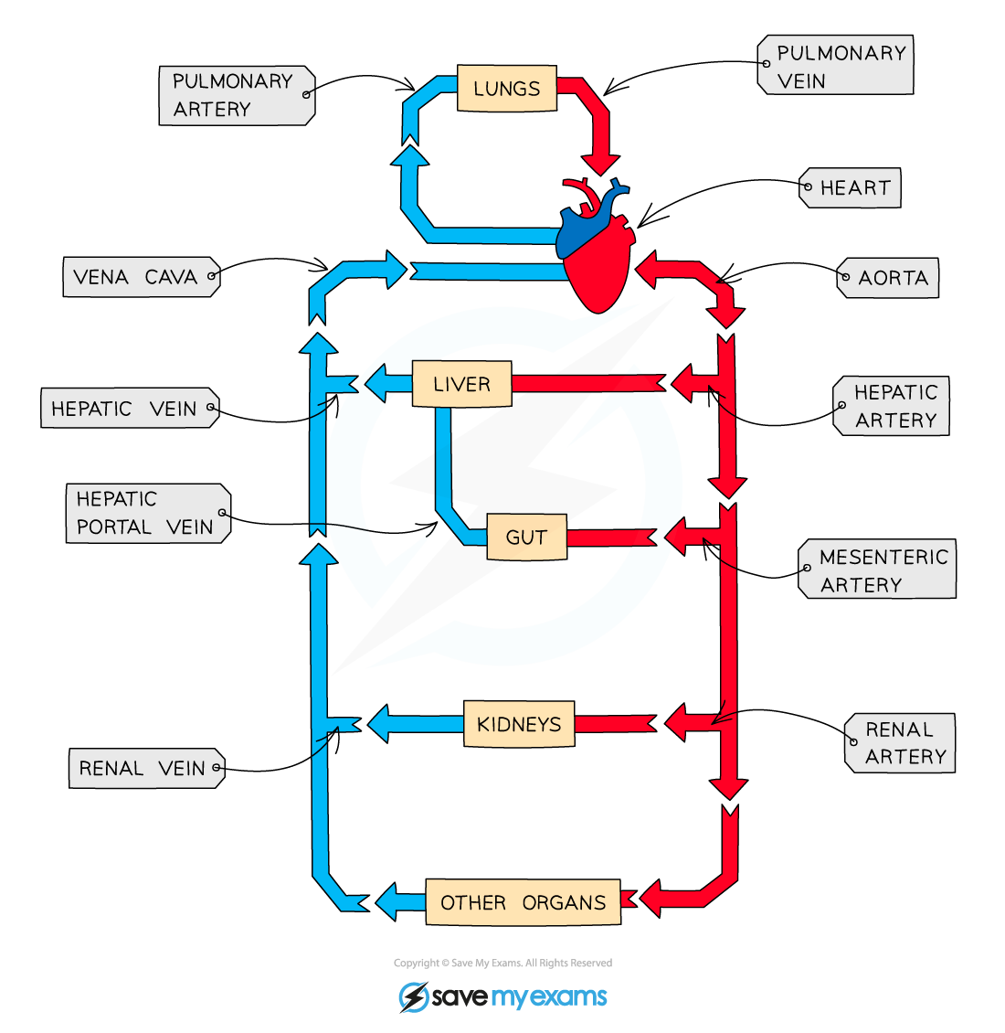 <p>Pulmonary vein</p>