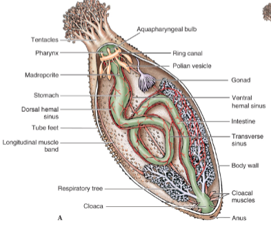 <p>Sea cucumbers</p><ul><li><p>elongated oral - aboral axis</p></li><li><p>Reduced ossicles</p></li><li><p>lie on side, tube feet typically dev on bottom side only</p></li><li><p>Oral tentacles around mouth</p></li><li><p>Respiratory tree off of cloaca</p></li><li><p>Feed on small particles</p></li><li><p>Can eject guts as defense mechanism</p></li></ul><p></p>