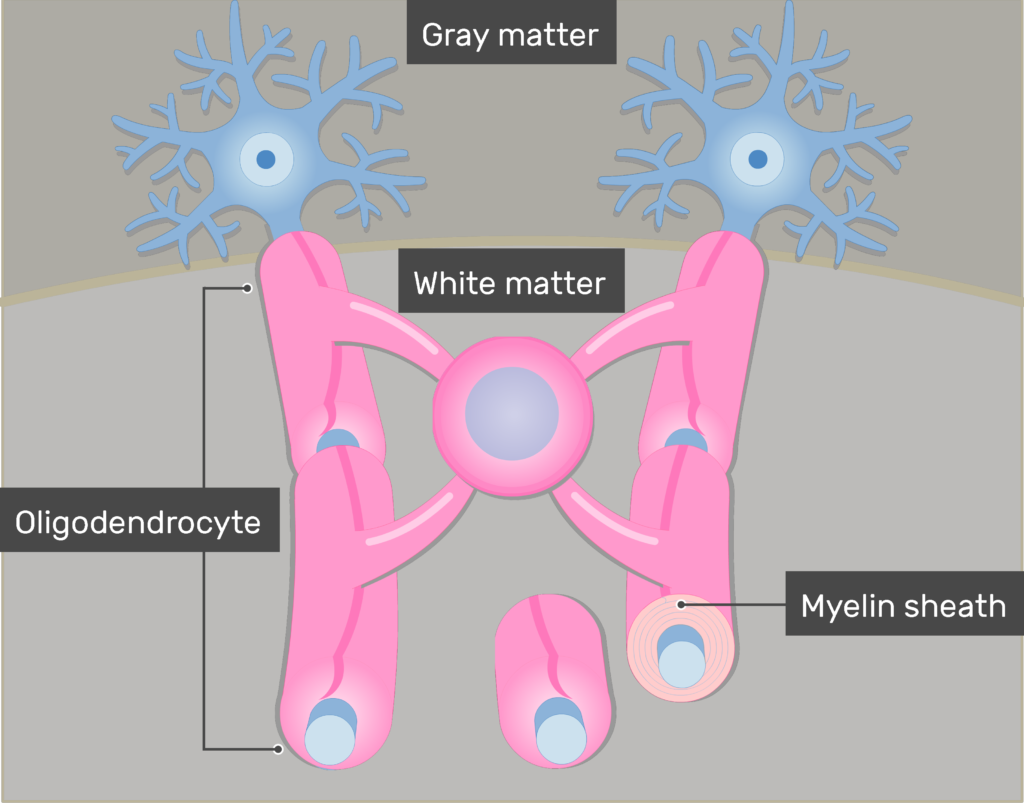 <p>form myelin sheaths around the axons of several CNS neurons</p><ul><li><p>‘octopus’</p></li><li><p>MS: attacks, breaks down myelin sheaths</p></li></ul><p></p>