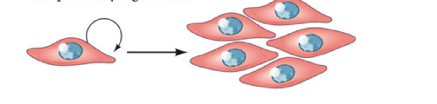 <p>what type of regeneration is this?</p>