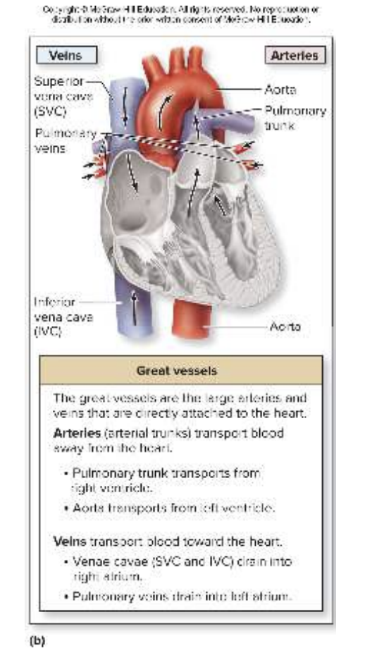 <p>Function of the great vessels is to transport blood to and from heart’s chambers'</p><p>2 Arteries (carry blood away from heart)</p><ul><li><p><strong>Pulmonary trunk</strong></p><ul><li><p>Transports blood from right ventricle</p></li><li><p>Splits into pulmonary arteries</p></li></ul></li></ul><ul><li><p><strong>Aorta</strong></p><ul><li><p>Transports blood from left ventricle</p></li></ul></li></ul><p>2 Veins (carry blood toward the heart)</p><ul><li><p><strong>Superior vena cava and inferior vena cava</strong></p><ul><li><p>Drain deoxygenated blood into right atrium</p></li></ul></li></ul><ul><li><p><strong>Pulmonary veins</strong></p><ul><li><p>Drain oxygenated blood into left atrium</p></li></ul></li></ul><p></p>