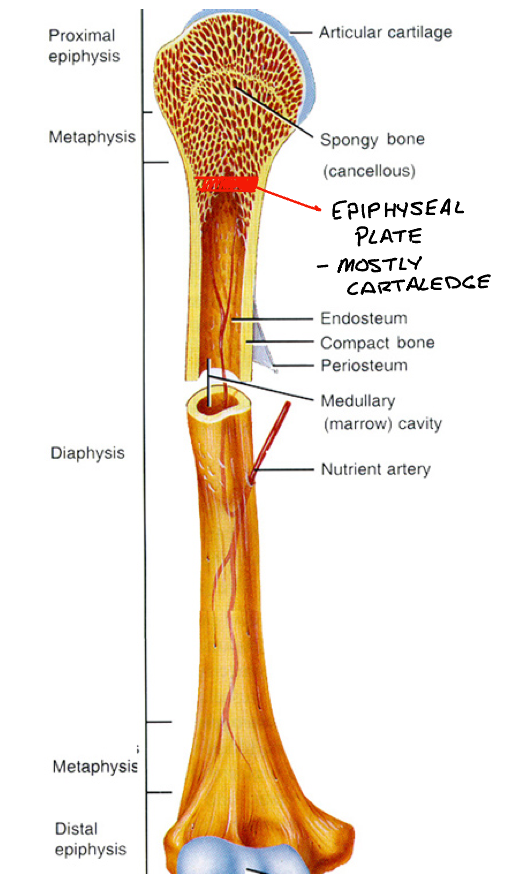 <p>Long cylindrical shaft - main portion </p>