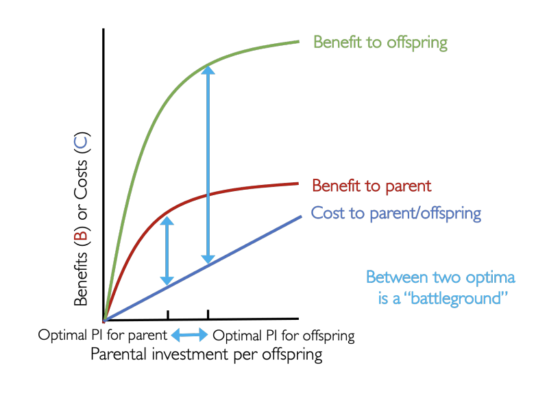 <p>Graph the optimal parental offspring from</p><ul><li><p>parent’s point of view </p></li><li><p>offsrping’s point of view</p></li></ul><p></p><ul><li><p>Offspring benefit is x2 of the parent (relatedness to self if x2)</p></li><li><p>Assuming they are full-sibs: costs to parent/offspring is the same</p><ul><li><p>i.e the cost of not helping the other sibling coz there is some genetic relatedness</p></li></ul></li></ul><p></p>