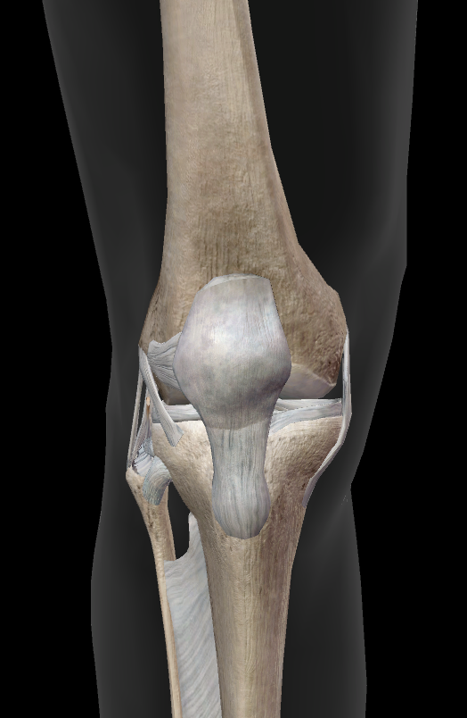 <p>Name the joint between the two long bone</p>