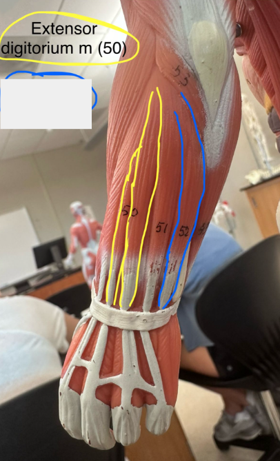 <p>Extensor digitorium muscle. </p>