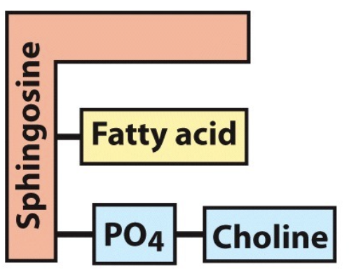 <p>What is the name of this molecule and what category of lipids does it fit into?</p>