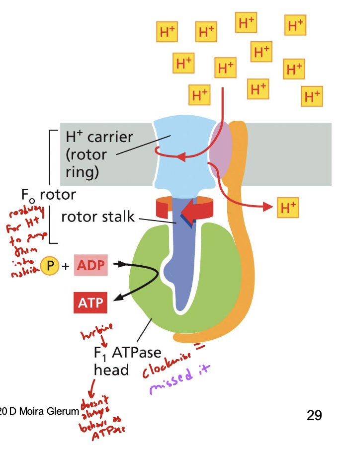 <p>a proton-driven turbine that generates ATP. F0 is the rotor, F1 is the stator</p><p>it converts mechanical energy to chemical bond energy: allosteric shape changes couple ATP synthesis, an unfavorable reaction, to proton flow (energetically favorable)</p>