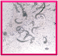 larvae of Dracunculus isignis