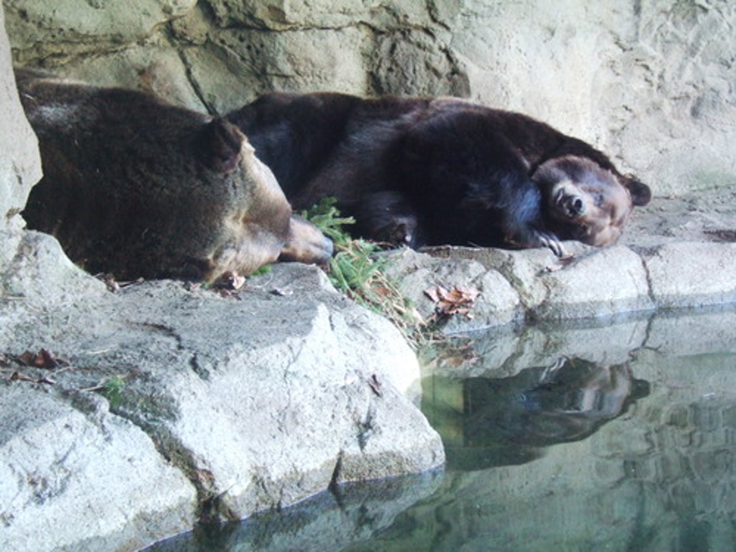 <p>A state of extremely low metabolism and respiration, accompanied by lower-than-normal body temperatures</p>