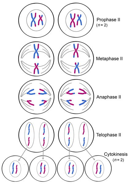 <p>*Note: Meiosis II is <strong>very similar</strong> to mitosis, but <strong>not identical</strong></p><p><u><strong>PMAT:</strong></u></p><p><strong>Prophase 2:</strong> <strong><em>Spindle fibres</em></strong> form, attaching to <strong><em>each sister chromatid</em></strong> and <strong><em>moving</em></strong> them around.</p><p></p><p><strong>Metaphase 2:</strong> <strong><em>Sister chromatids</em></strong> are arranged at the <strong><em>metaphase plate</em></strong> and the <strong><em>sister chromatids</em></strong> face <strong><em>opposite ends.</em></strong></p><p></p><p><strong>Anaphase 2:</strong> The <strong><em>centromeres</em></strong> of <strong><em>sister chromatids</em></strong> <strong><em>separate</em></strong> and the now separated sisters <strong><em>travel toward</em></strong> <strong><em>opposite ends</em></strong> of the <strong><em>cell</em></strong>.</p><p></p><p><strong>Telophase 2:</strong> The <strong><em>separated sister chromatids</em></strong> arrive at the <strong><em>opposite ends</em></strong> and <strong><em>nuclei</em></strong> form around the <strong><em>chromatids</em></strong>.</p><p></p><p><strong>Cytokinesis 2:</strong> <strong><em>Cytokinesis</em></strong> separates the <strong><em>cytoplasm</em></strong> and <strong><em>4 haploid daughter cells</em></strong> are produced.</p>