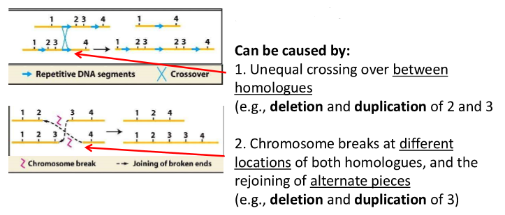 <p>these chromosomes are homologous</p>