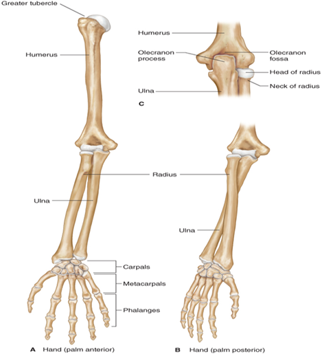 <ul><li><p><strong>include carpals, metacarpals, and phalanges.</strong></p></li><li><p>The 8 carpal bones make up the wrist.</p></li><li><p>Each hand has 5 metacarpal bones that make up the palm of the hand.</p></li><li><p>There are 14 phalanges, the bones of the fingers, in each hand - 3 for each finger and 2 per thumb.</p></li></ul><p></p>