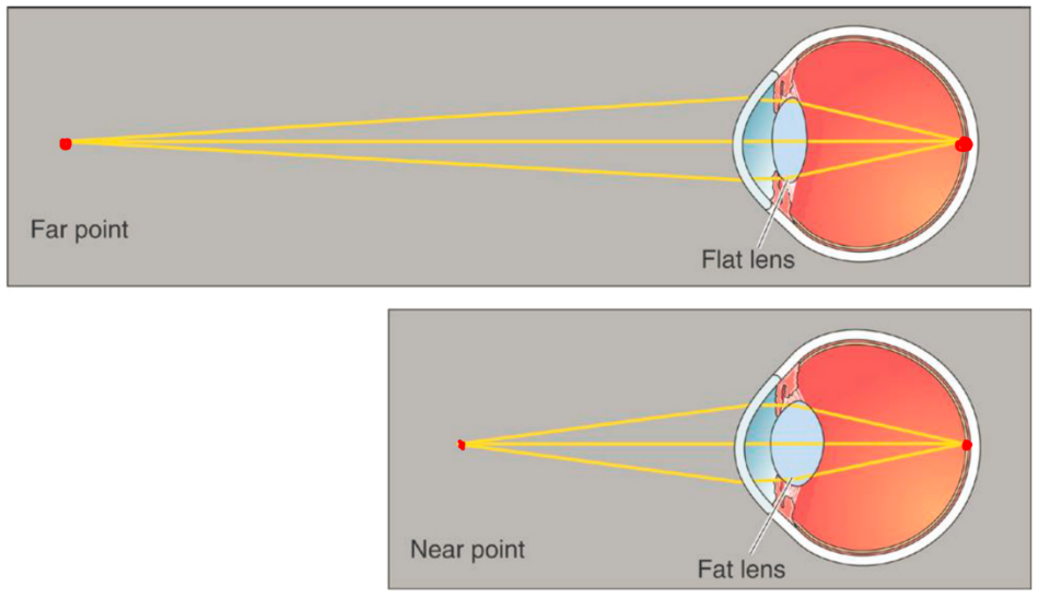 <p>controls the shape of the lens to focus the visual image of the retina (accommodation)</p><ul><li><p>changing lens shape allows extra focusing</p></li></ul><p></p>