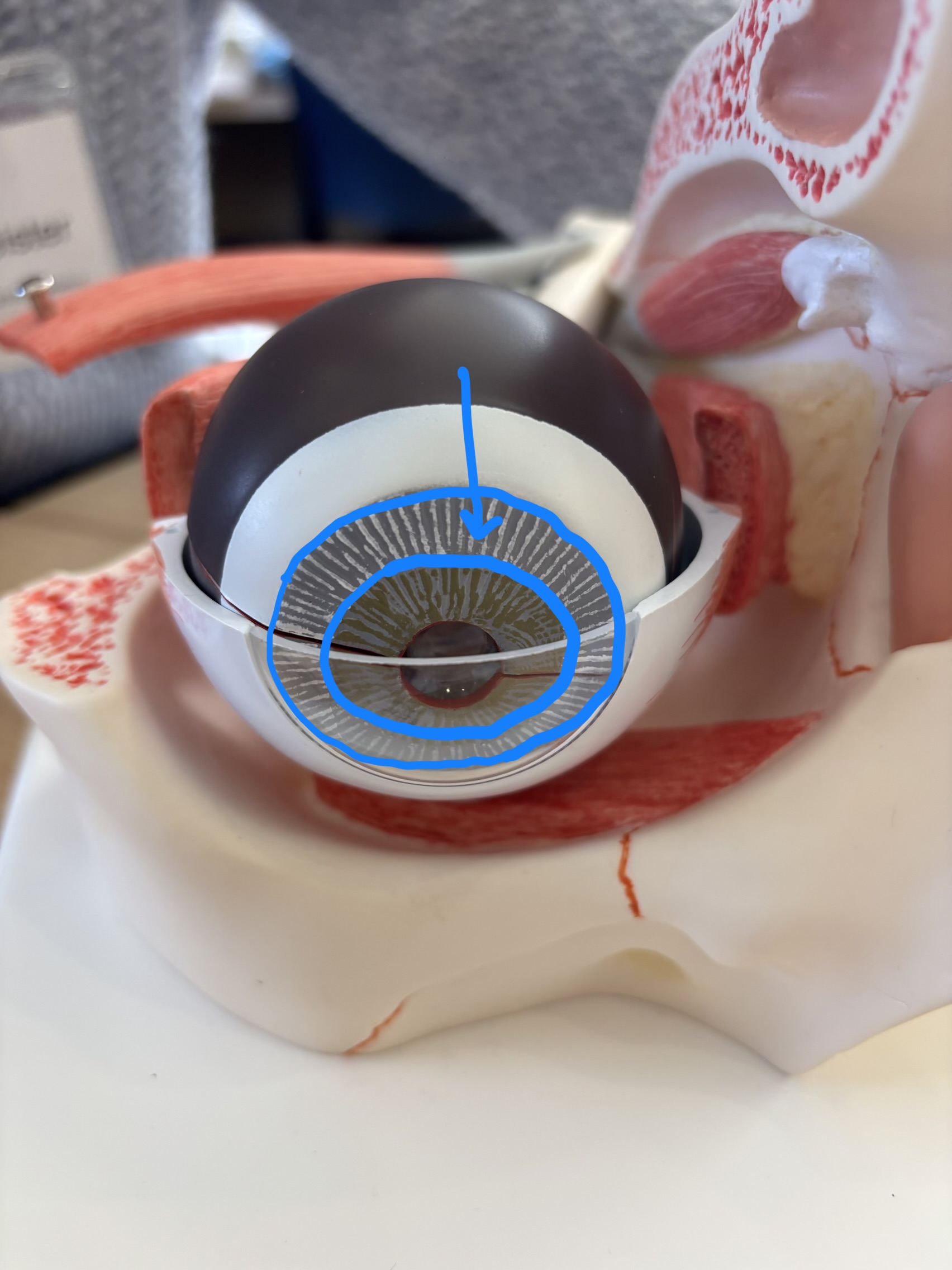 <p>What structure is this?</p>