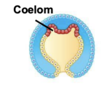 <p>In deuterostomes, where does the coleom form?</p>