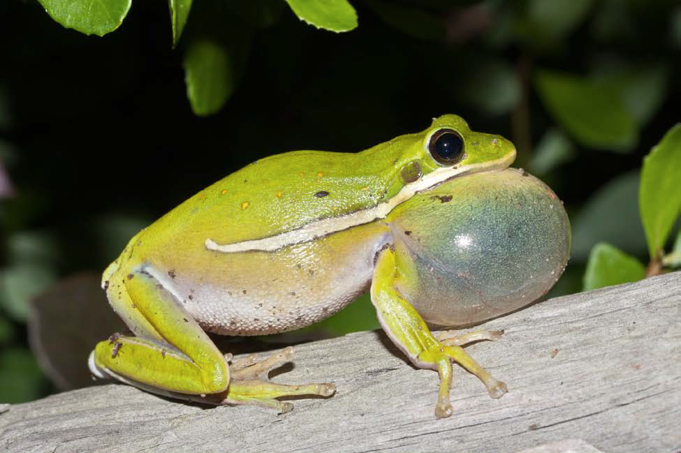 <p>green treefrog other info</p>