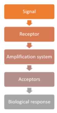 <p>We have gone through the amplification system. Now, what are the receptors &amp; what regulates them</p>