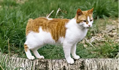 <p>Manx cat</p>