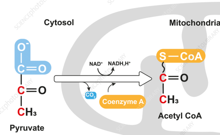 <table style="min-width: 25px;"><colgroup><col style="min-width: 25px;"></colgroup><tbody><tr><td colspan="1" rowspan="1" style="padding: 0.75pt;"><p class="MsoNormal"><span><span>Pyruvate oxidation</span></span></p></td></tr></tbody></table><p></p>