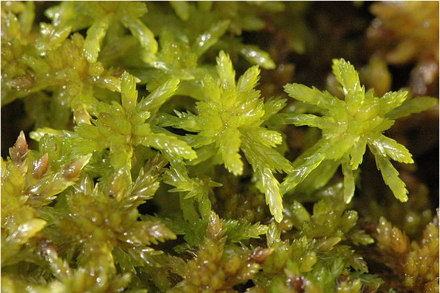 <p>Identify</p>