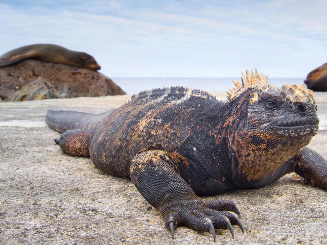 <p>Class Reptilia, Order Squamata</p>