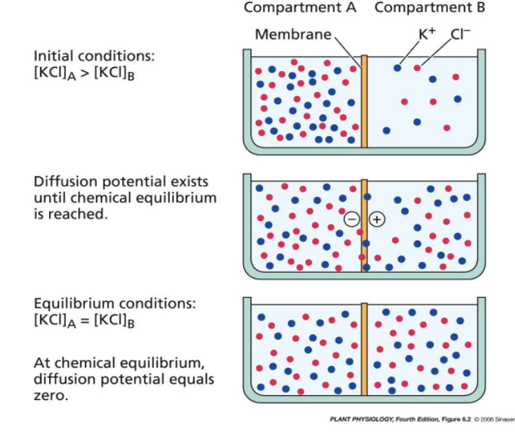 <p>diffuse until equalib reached</p><p>membrane permeability can impact what is able to diffuse</p>