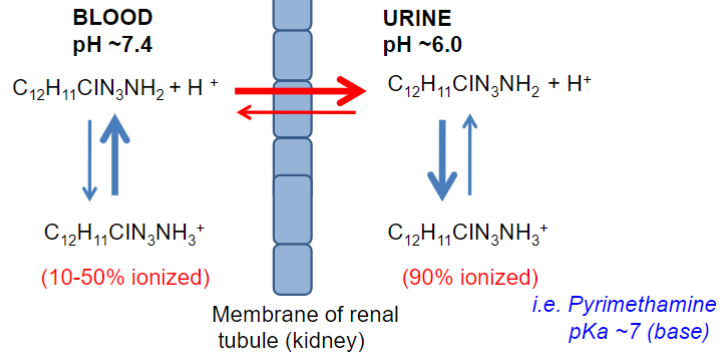 <ul><li><p>diffs in pH of fluid “compartments” can be important in excretion</p></li><li><p>BUT can also intentionally alter urinary pH to enhance renal excretion</p></li></ul>
